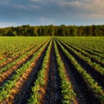 Top 7 Countries That Developed With Agriculture
